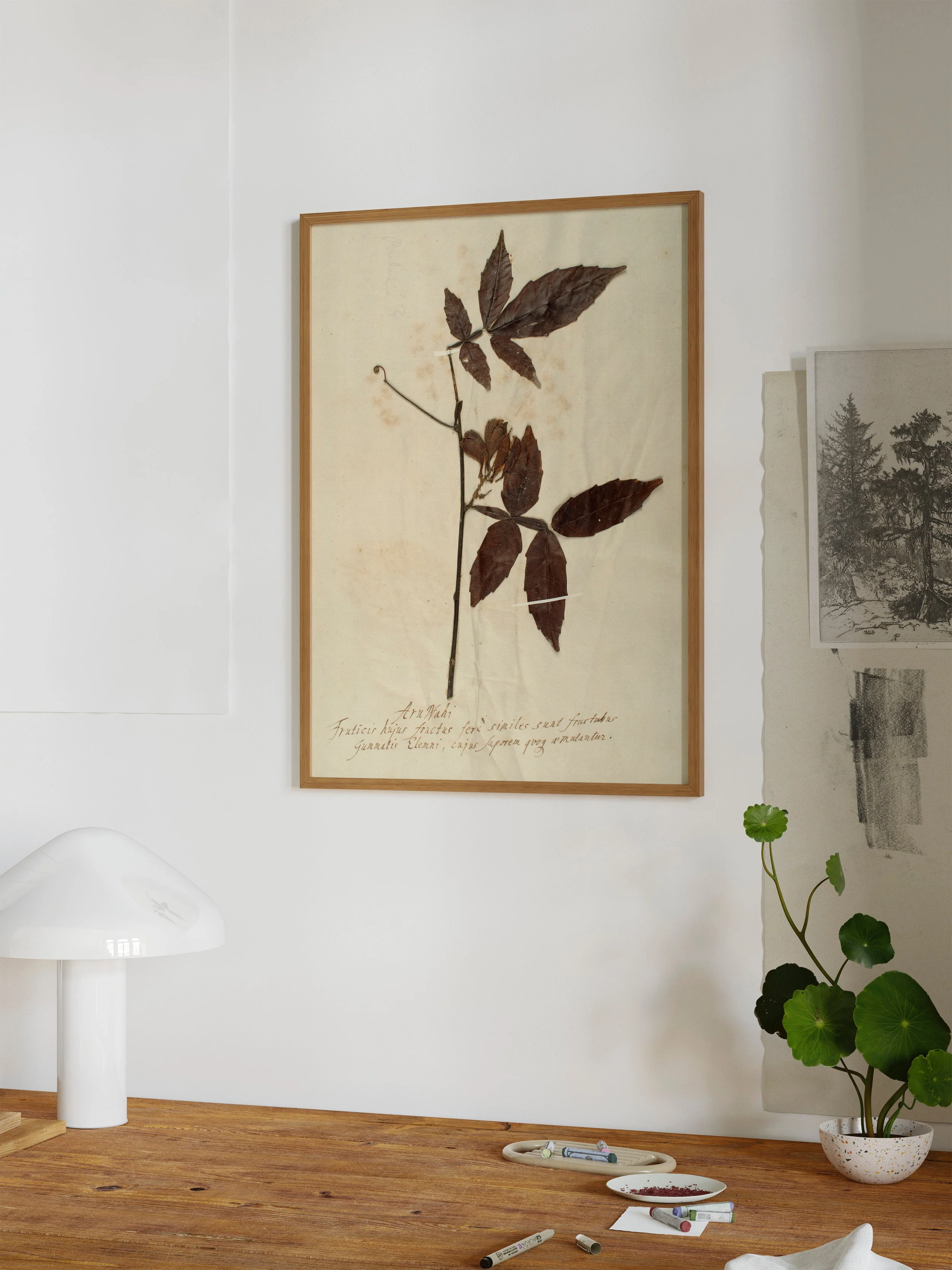 Herbarium I - Image 9
