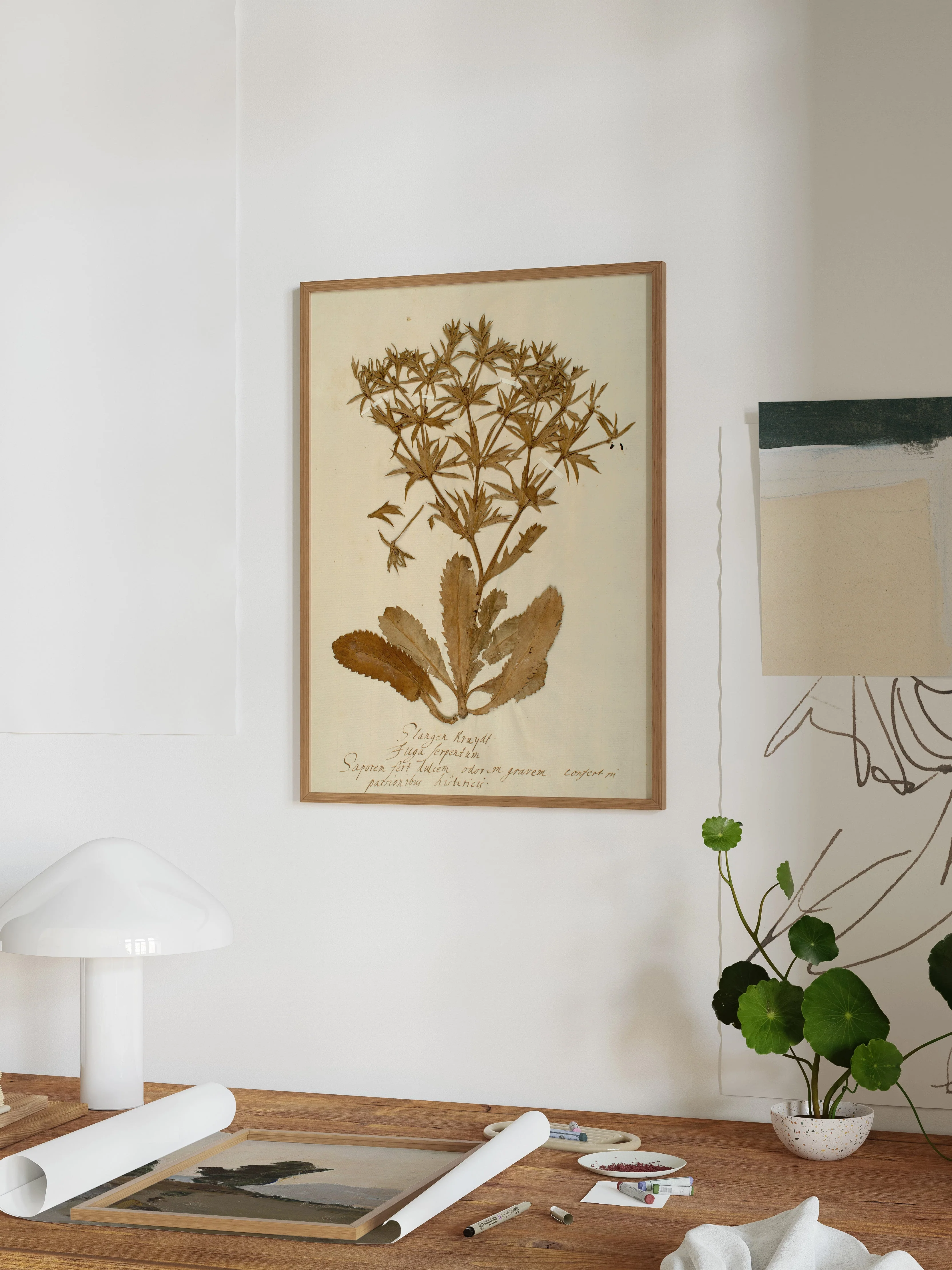 Herbarium II - Image 3