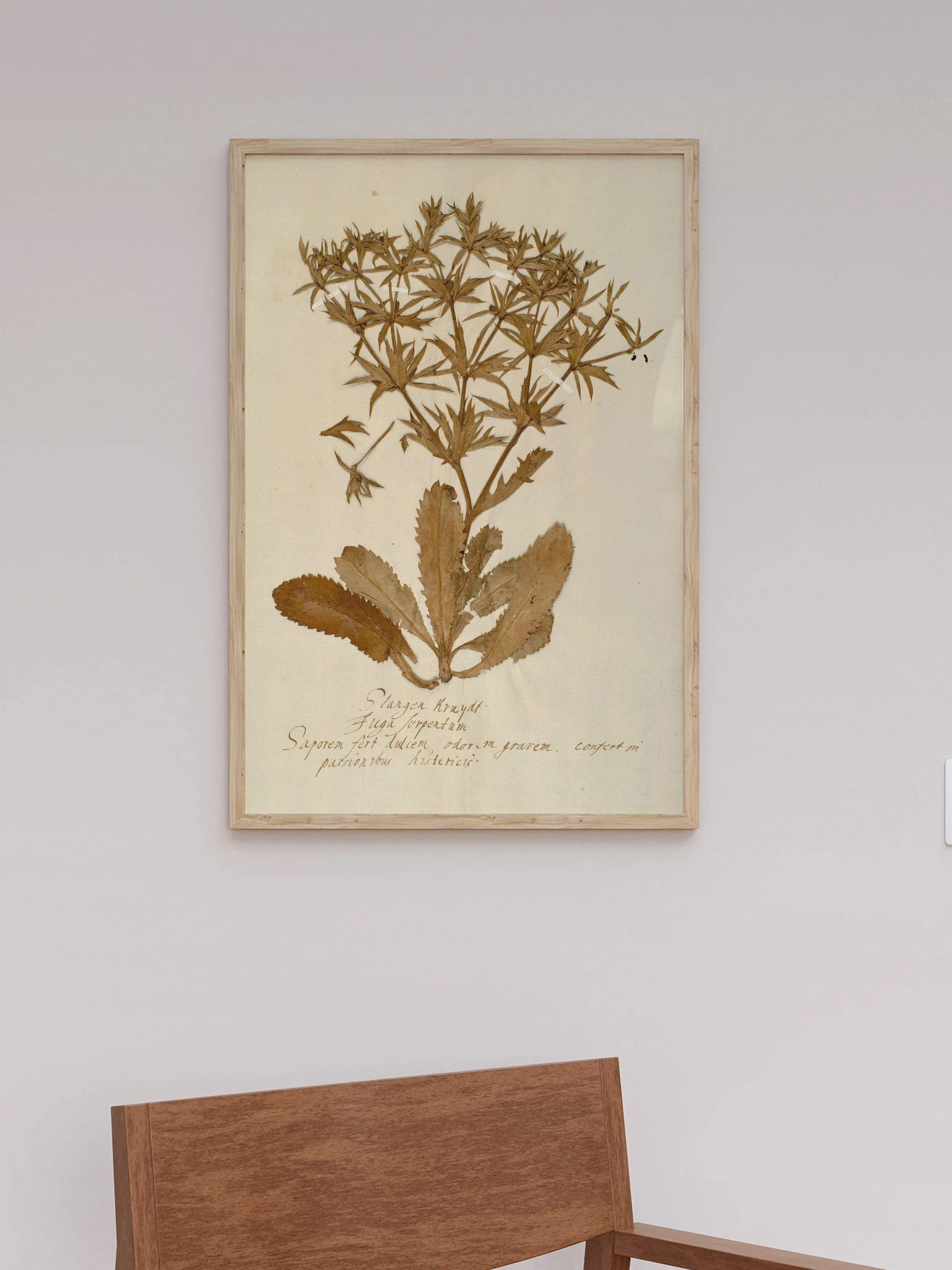 Herbarium II - Image 5