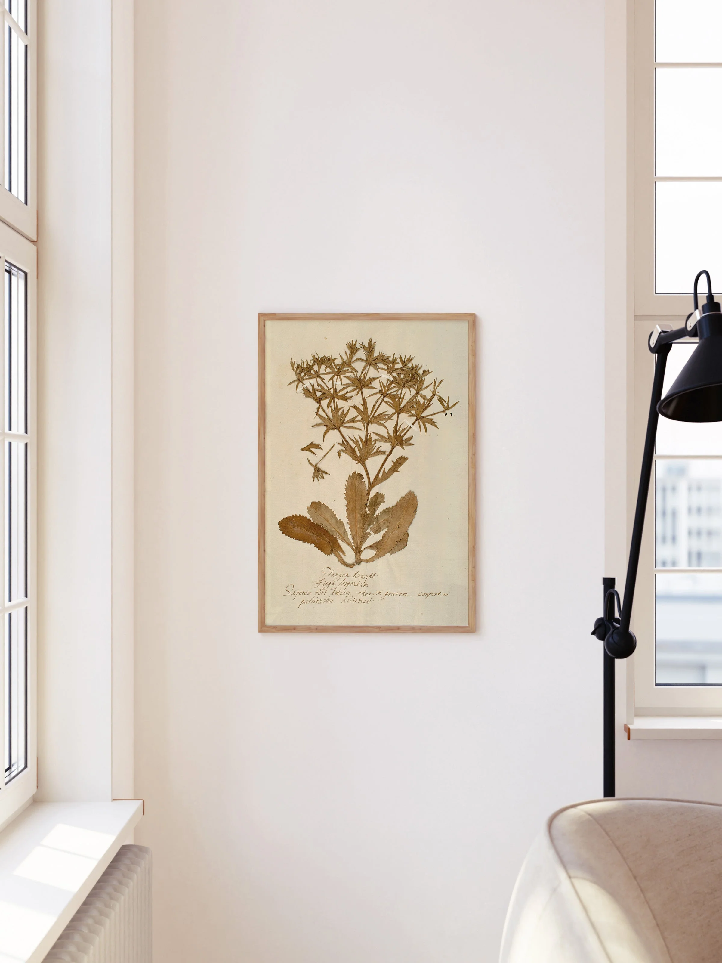 Herbarium II - Image 6