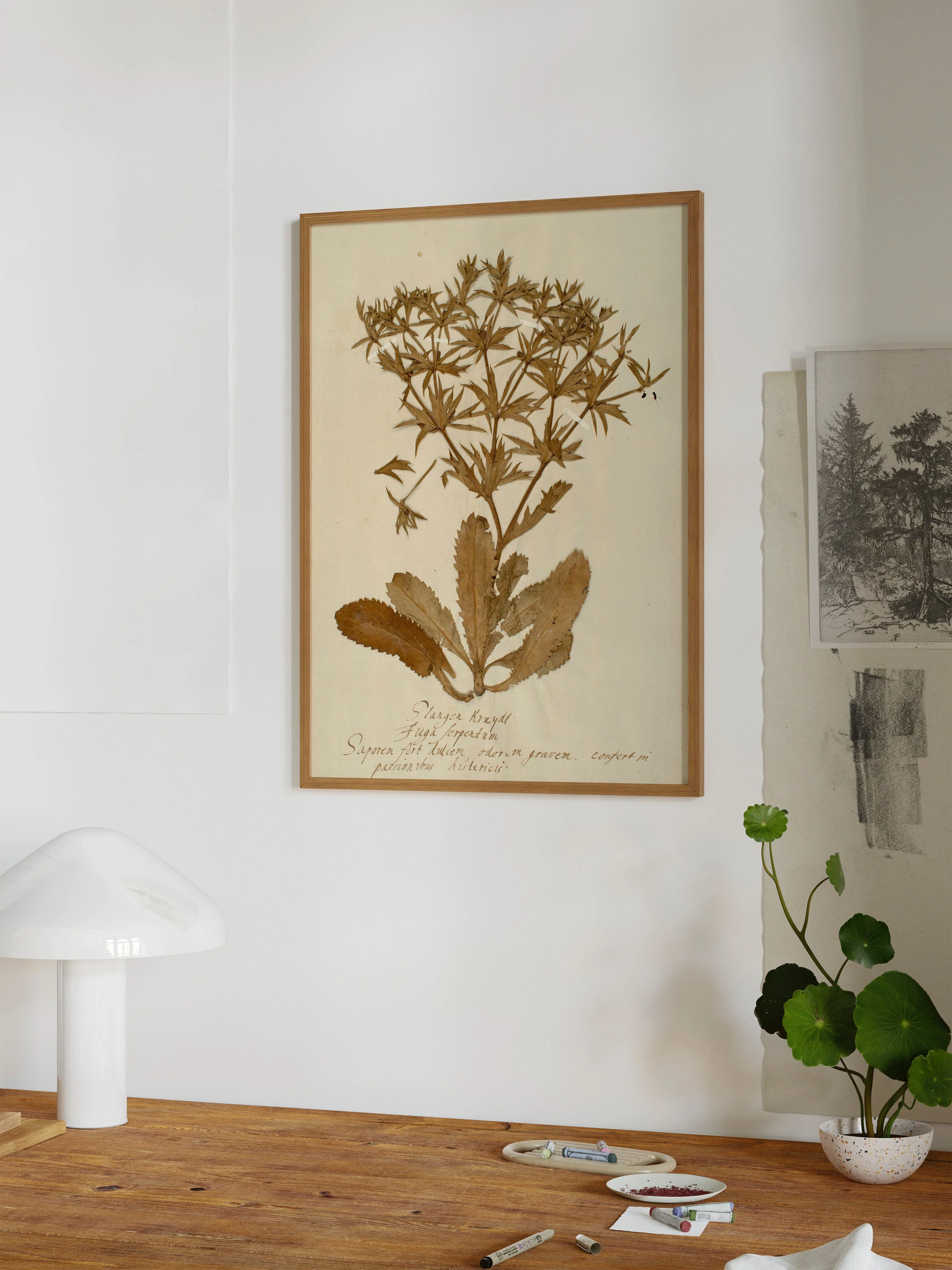 Herbarium II - Image 7