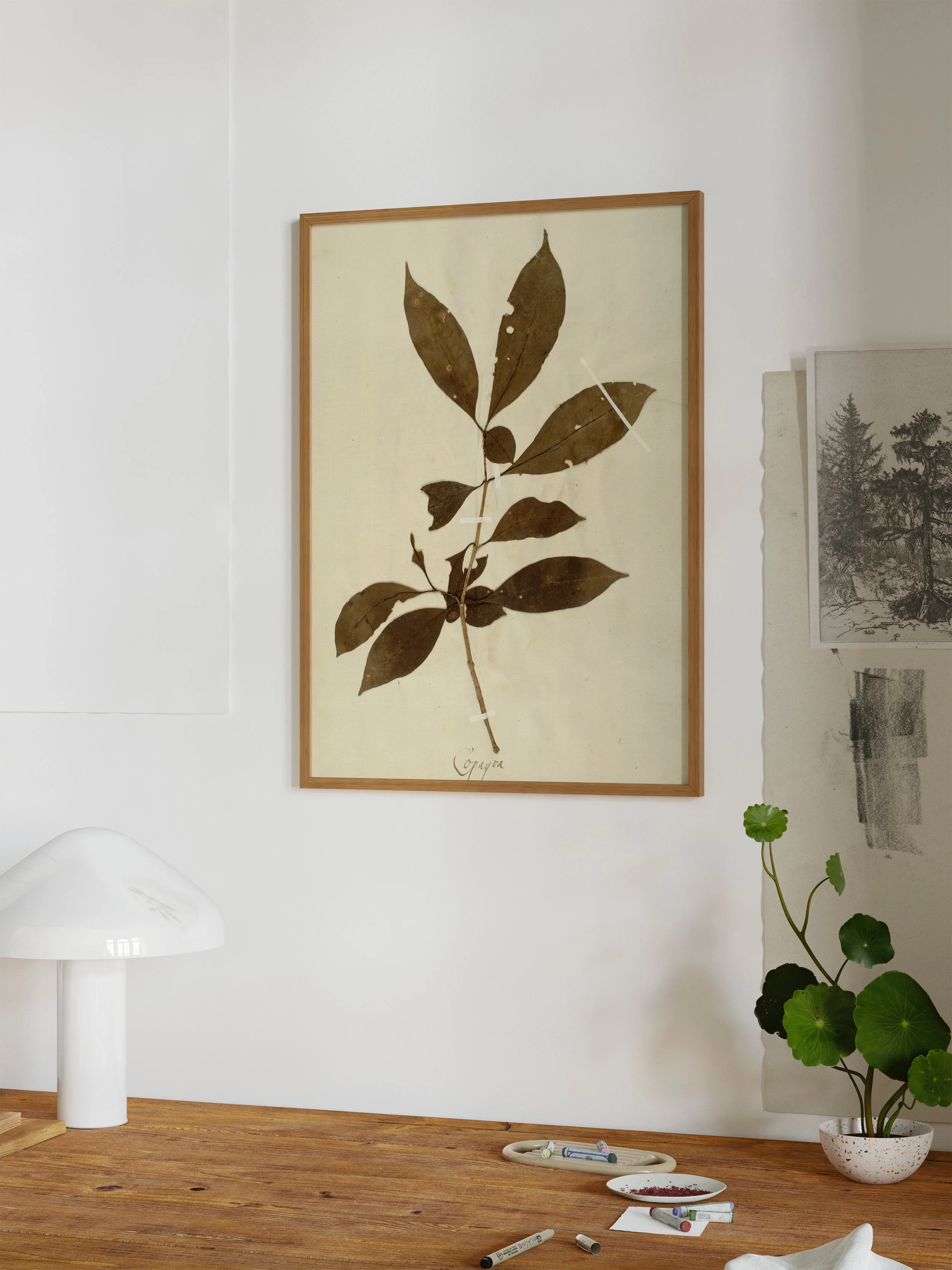 Herbarium III - Image 6