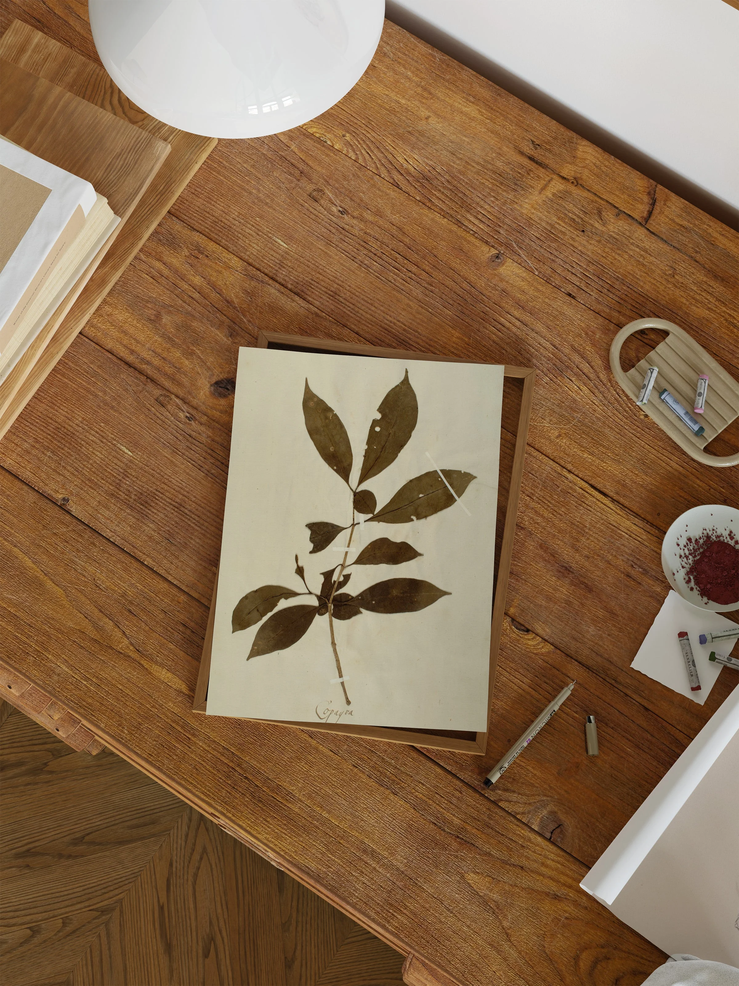 Herbarium III - Image 7