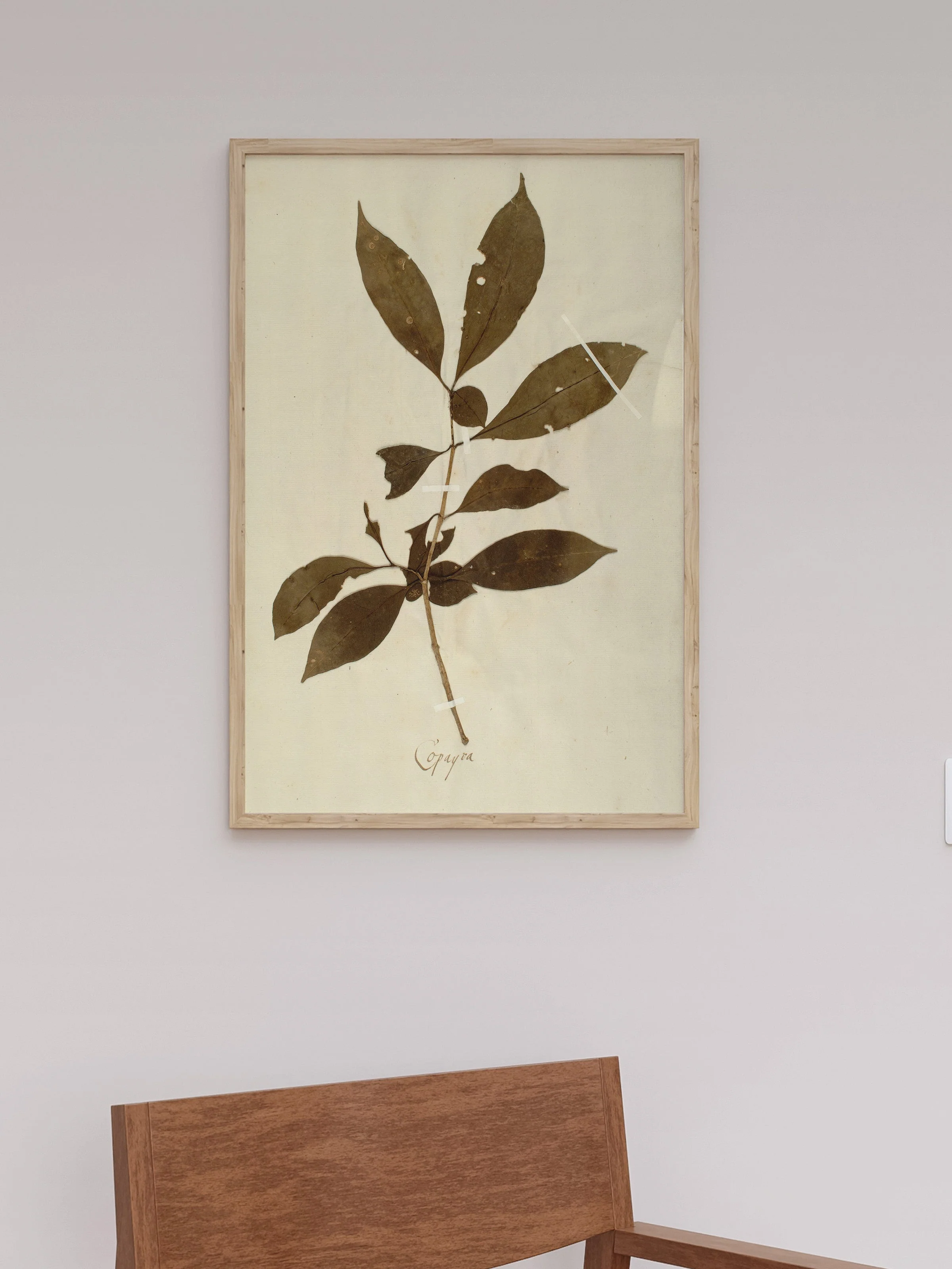 Herbarium III - Image 8