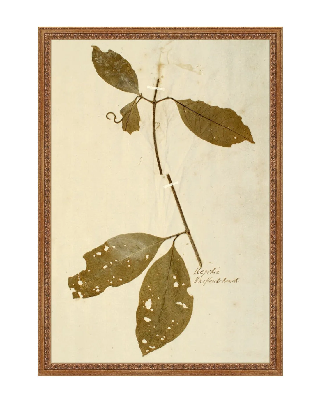 Herbarium IV