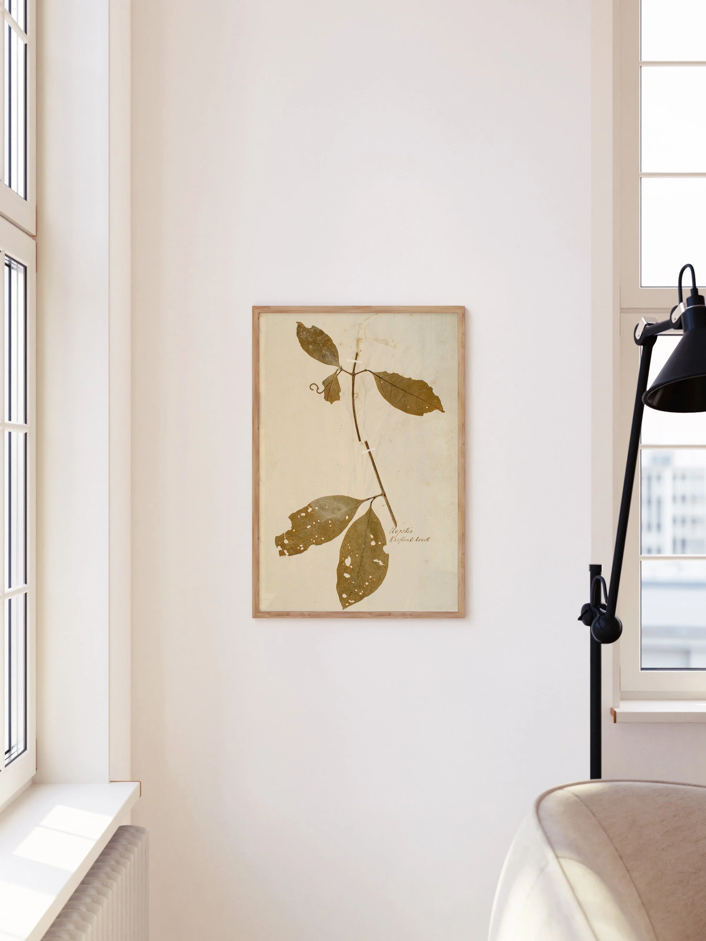 Herbarium IV - Image 6