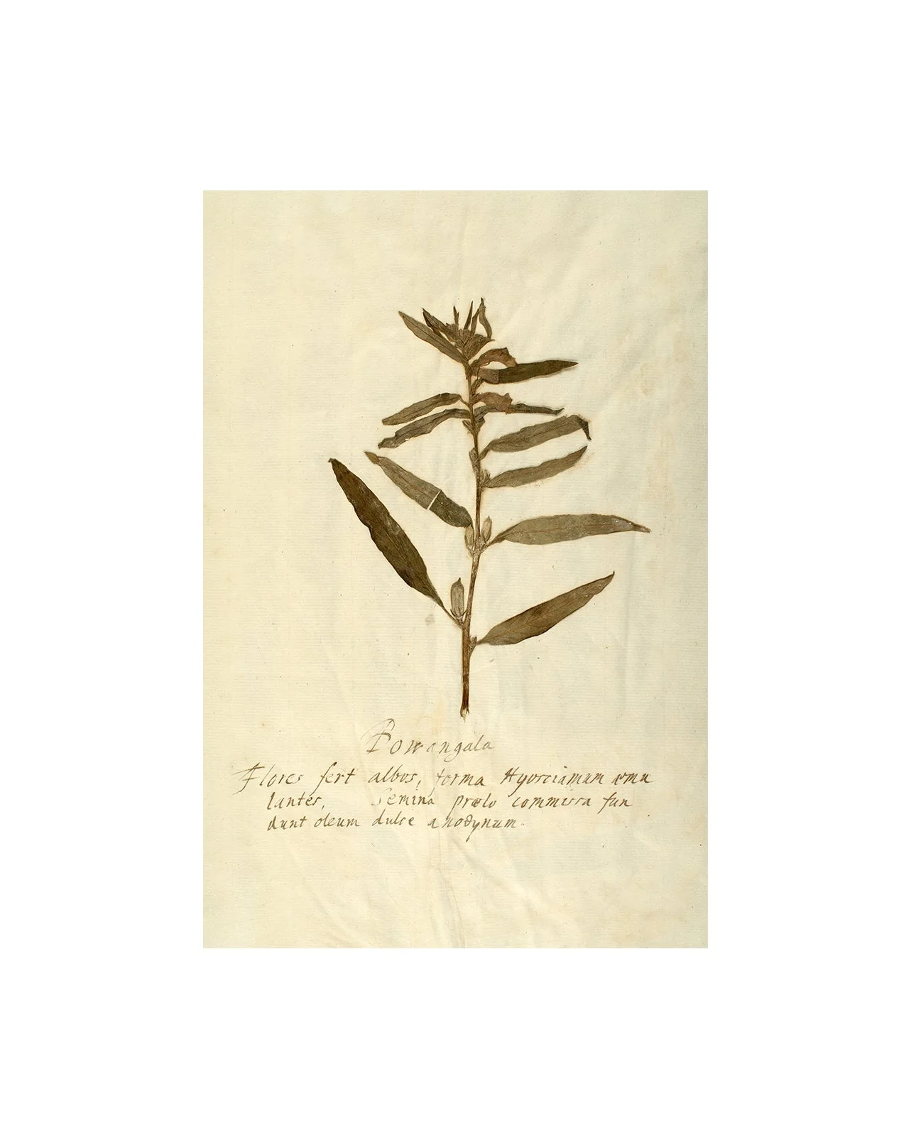 Herbarium VIII - Image 3