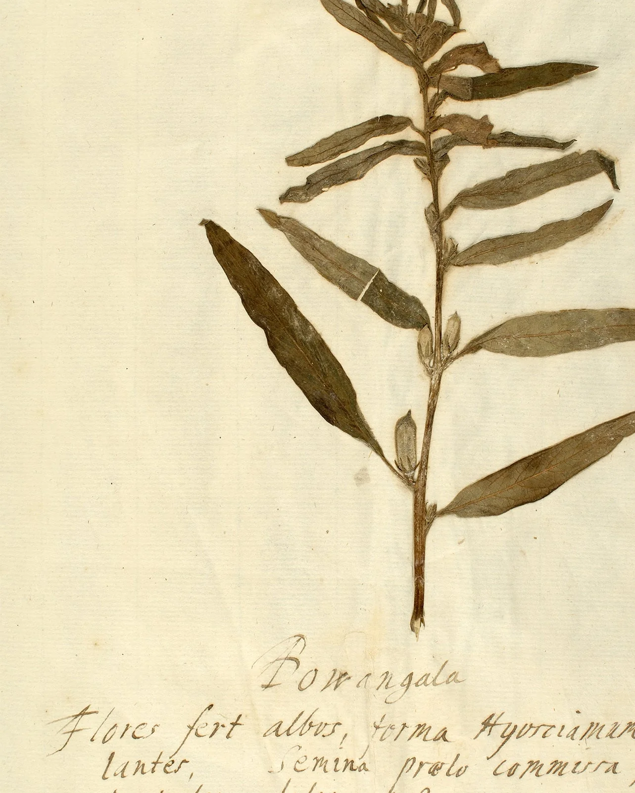 Herbarium VIII - Image 4