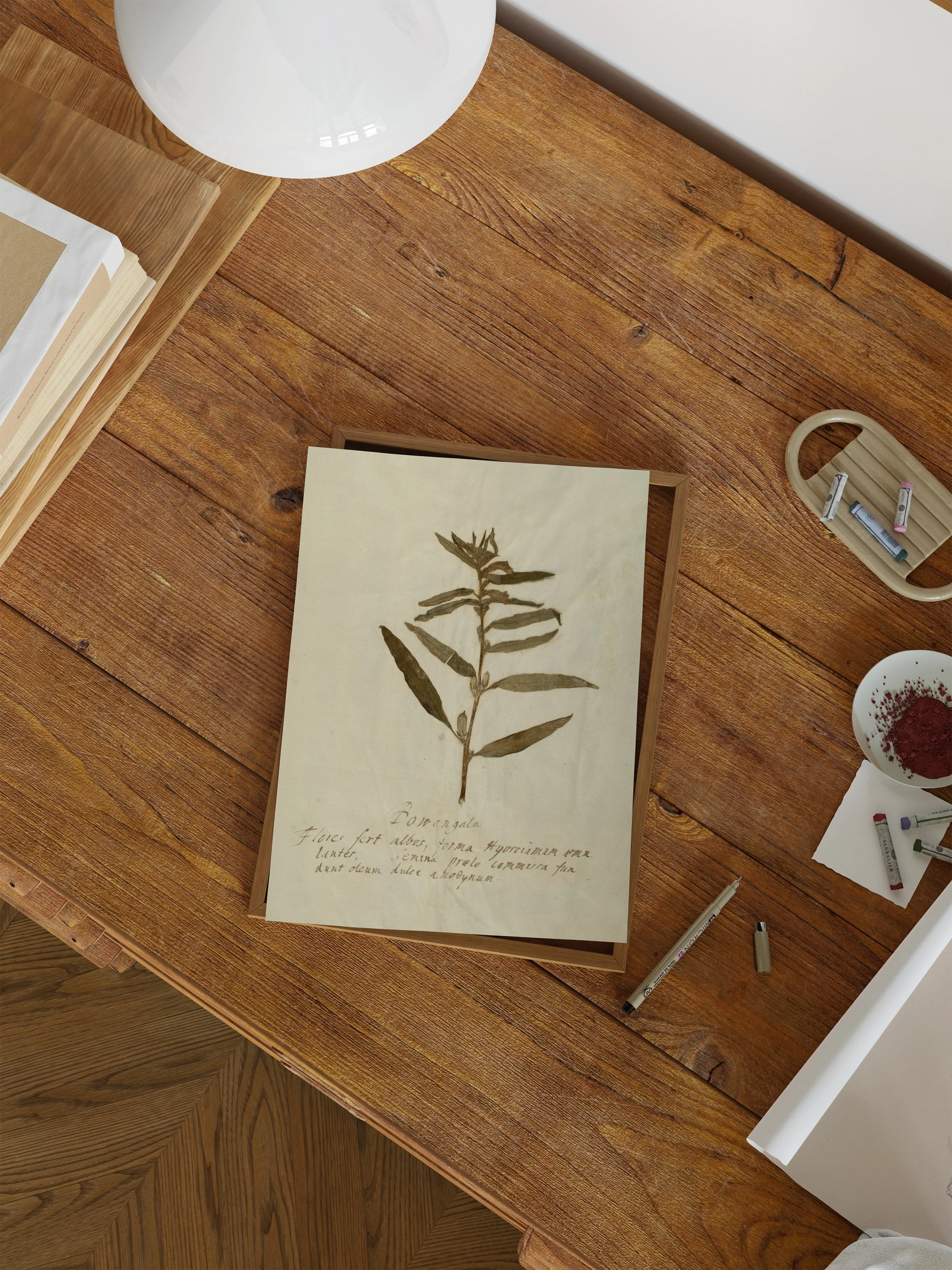 Herbarium VIII - Image 5
