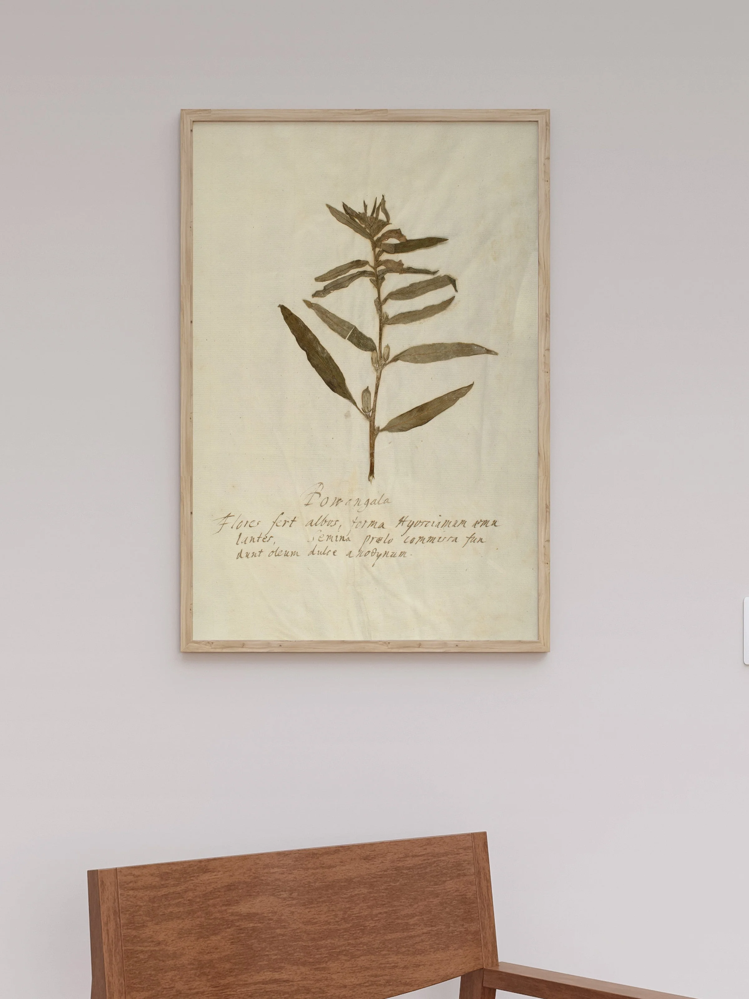 Herbarium VIII - Image 9