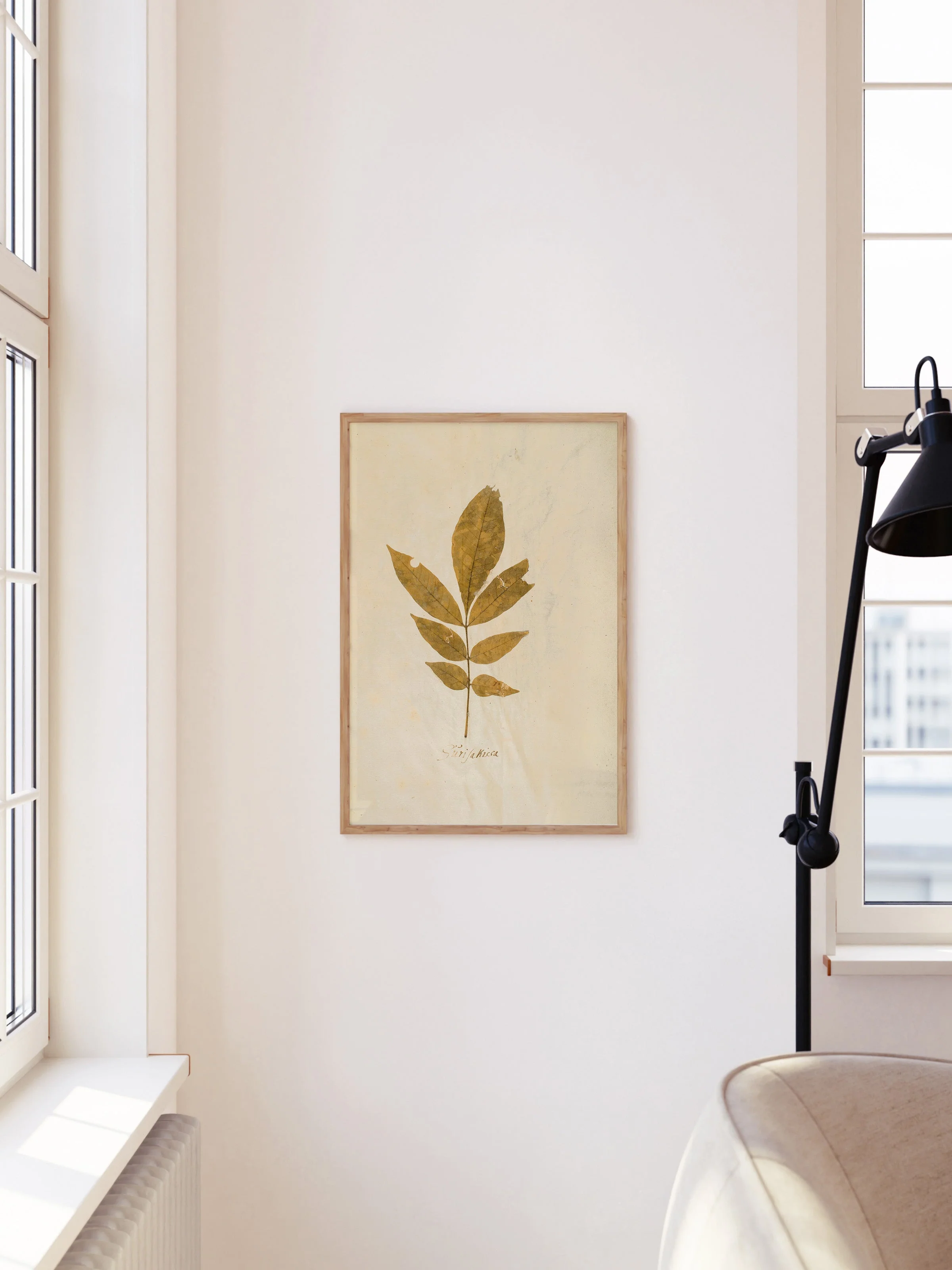Herbarium XI - Image 10