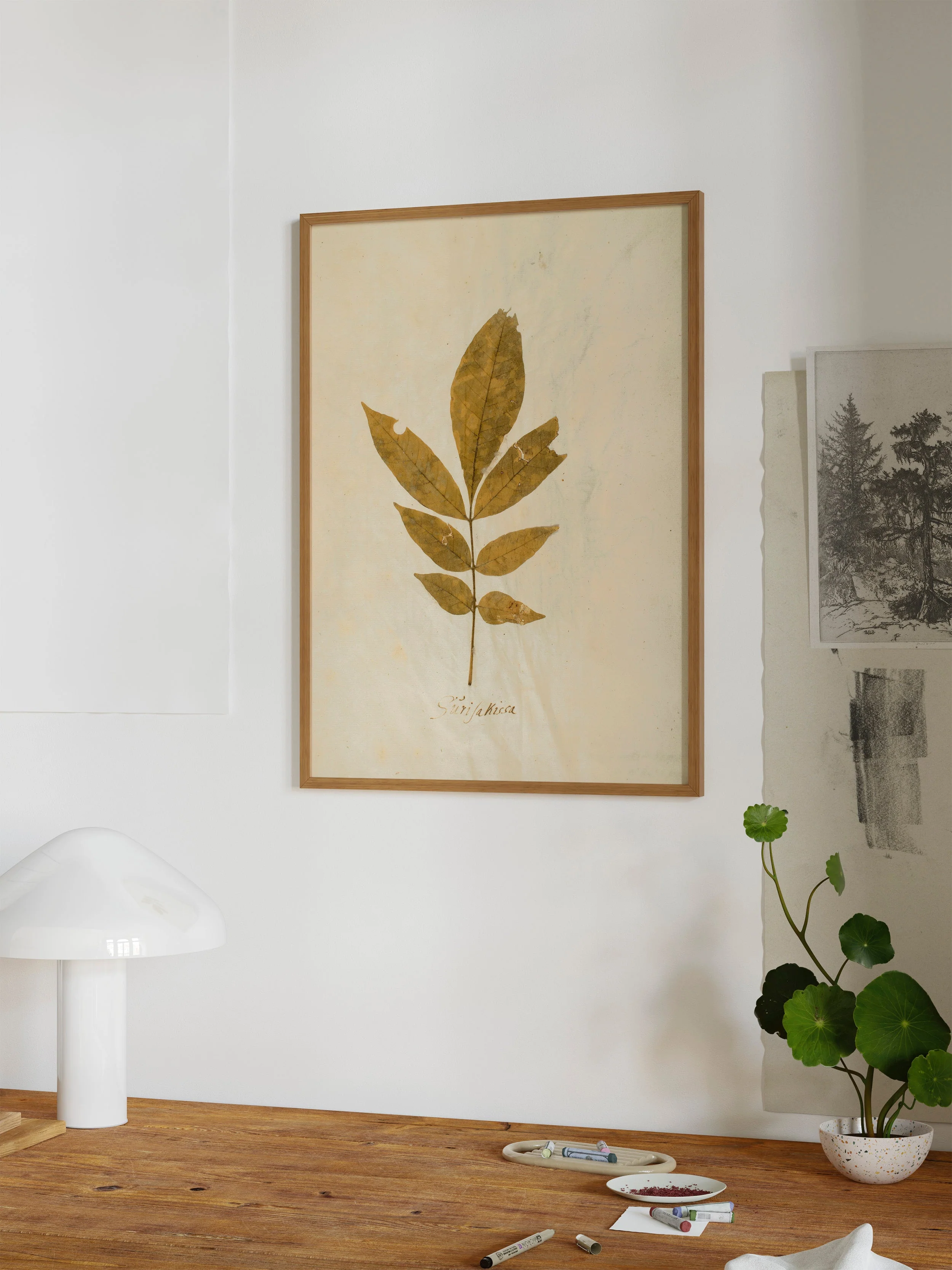 Herbarium XI - Image 12