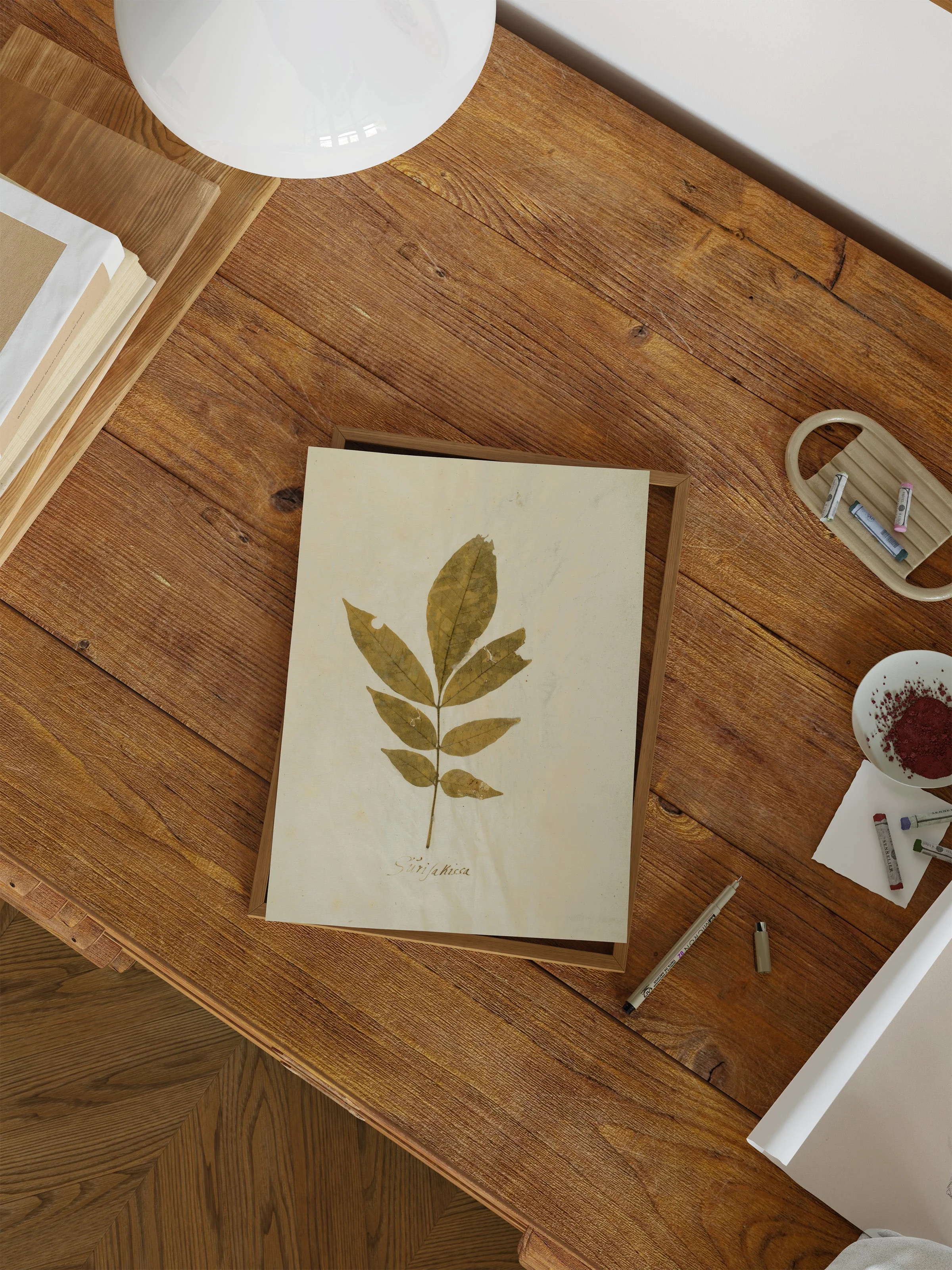 Herbarium XI - Image 3