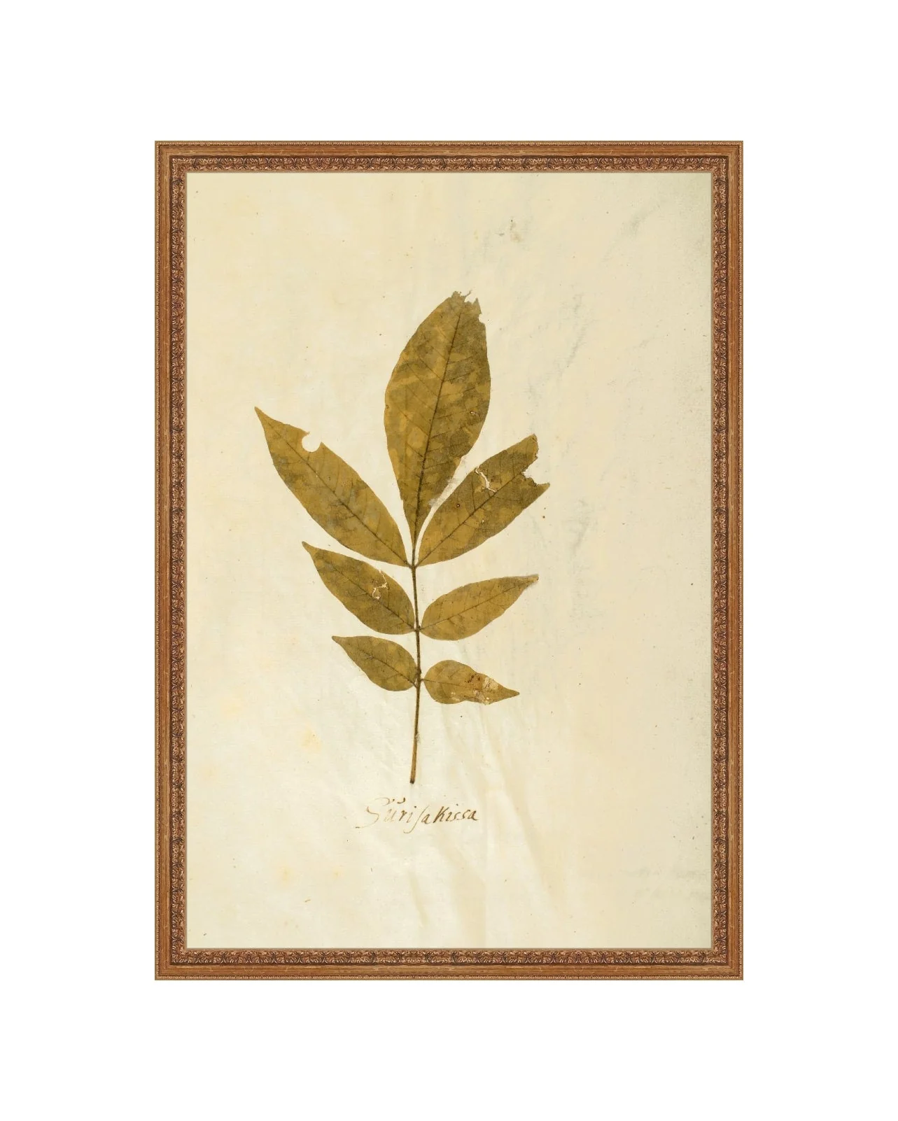 Herbarium XI - Image 4