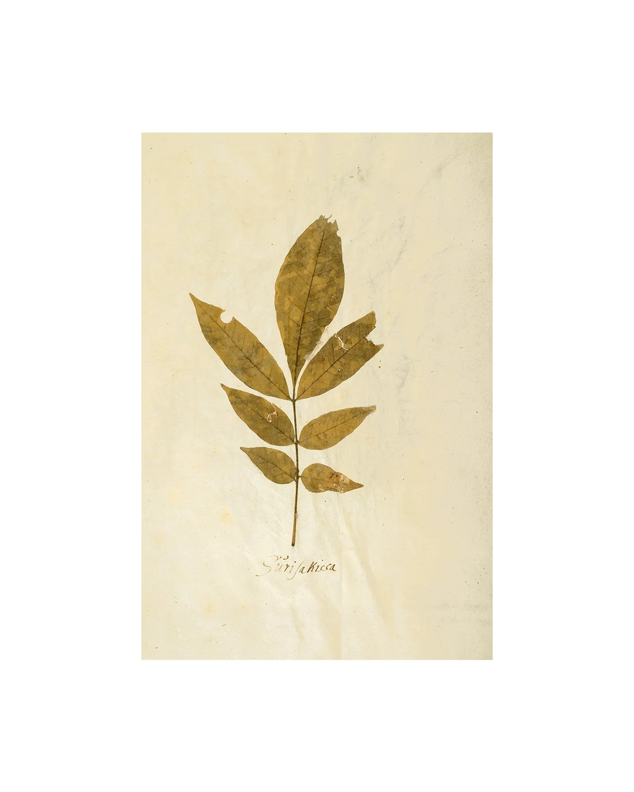 Herbarium XI - Image 5