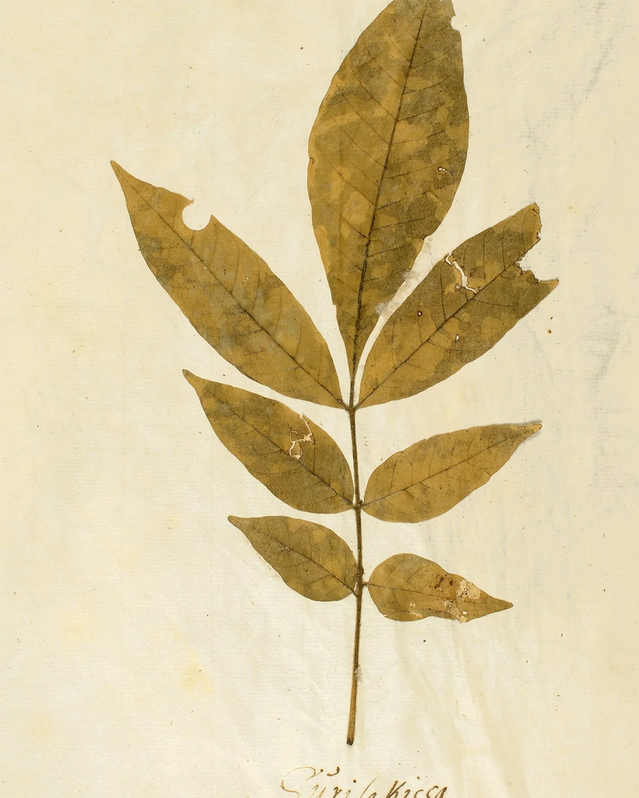 Herbarium XI - Image 6