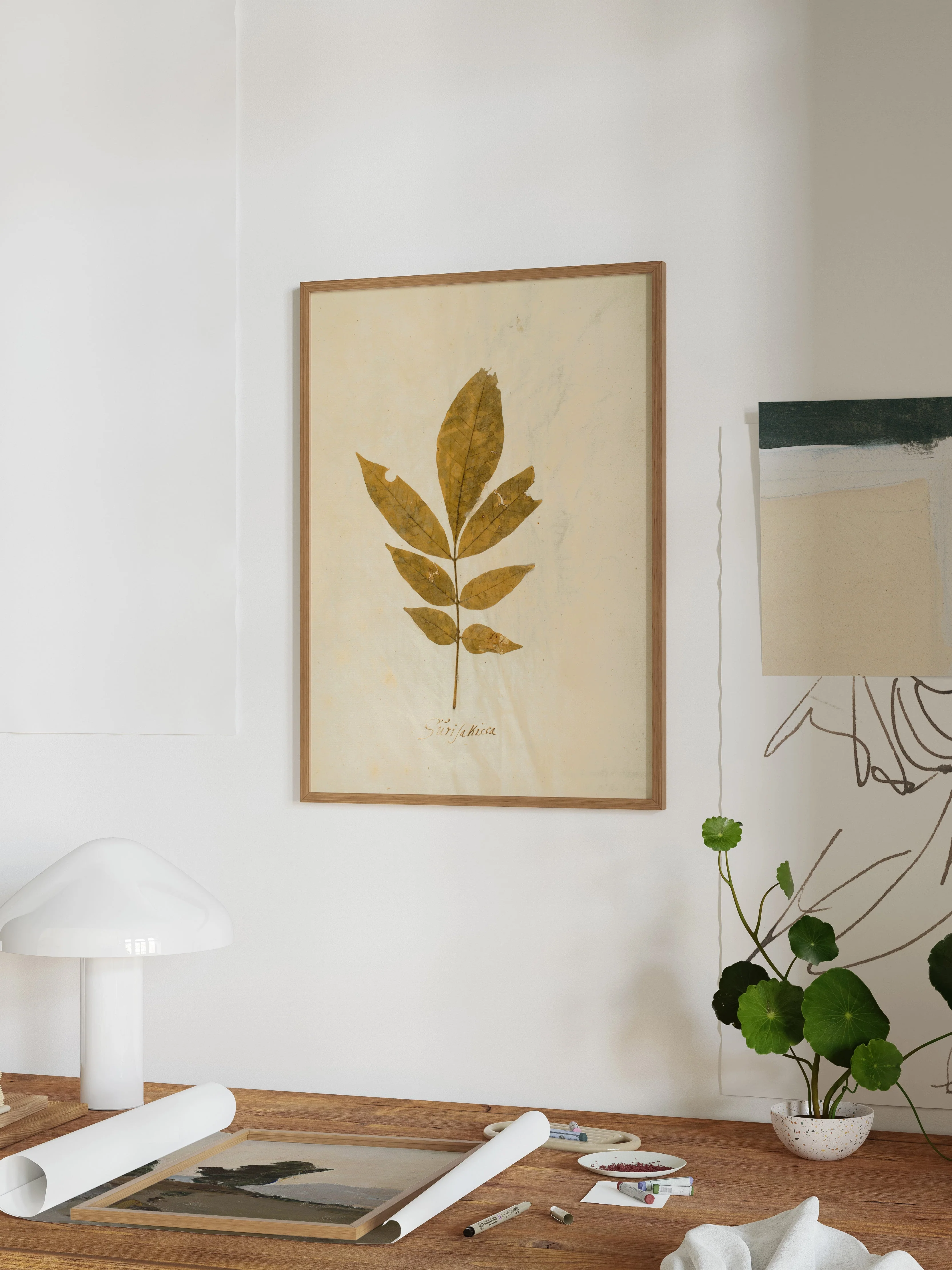 Herbarium XI - Image 7