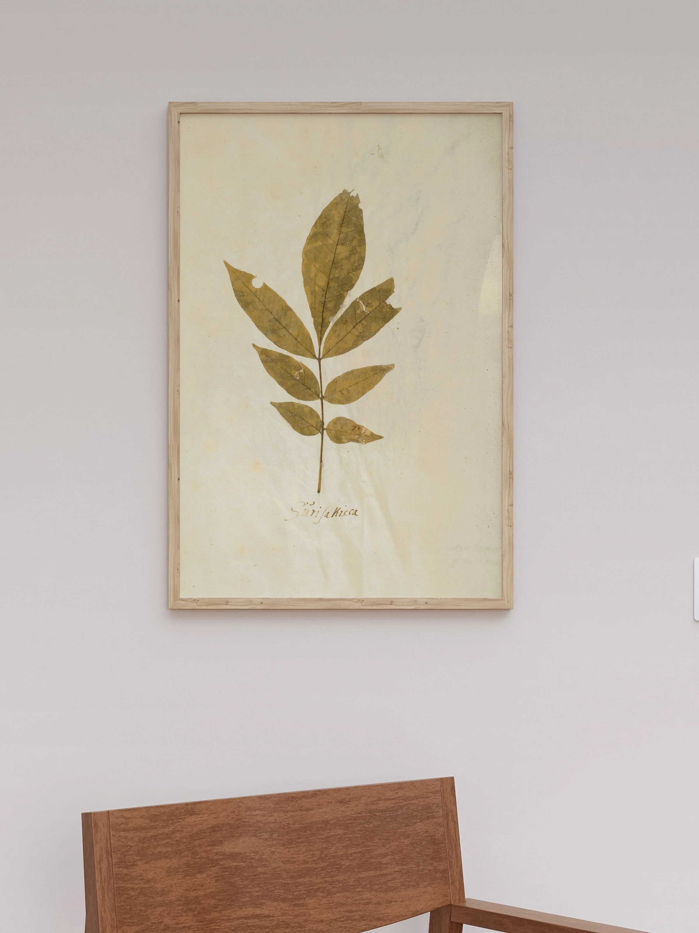Herbarium XI - Image 9