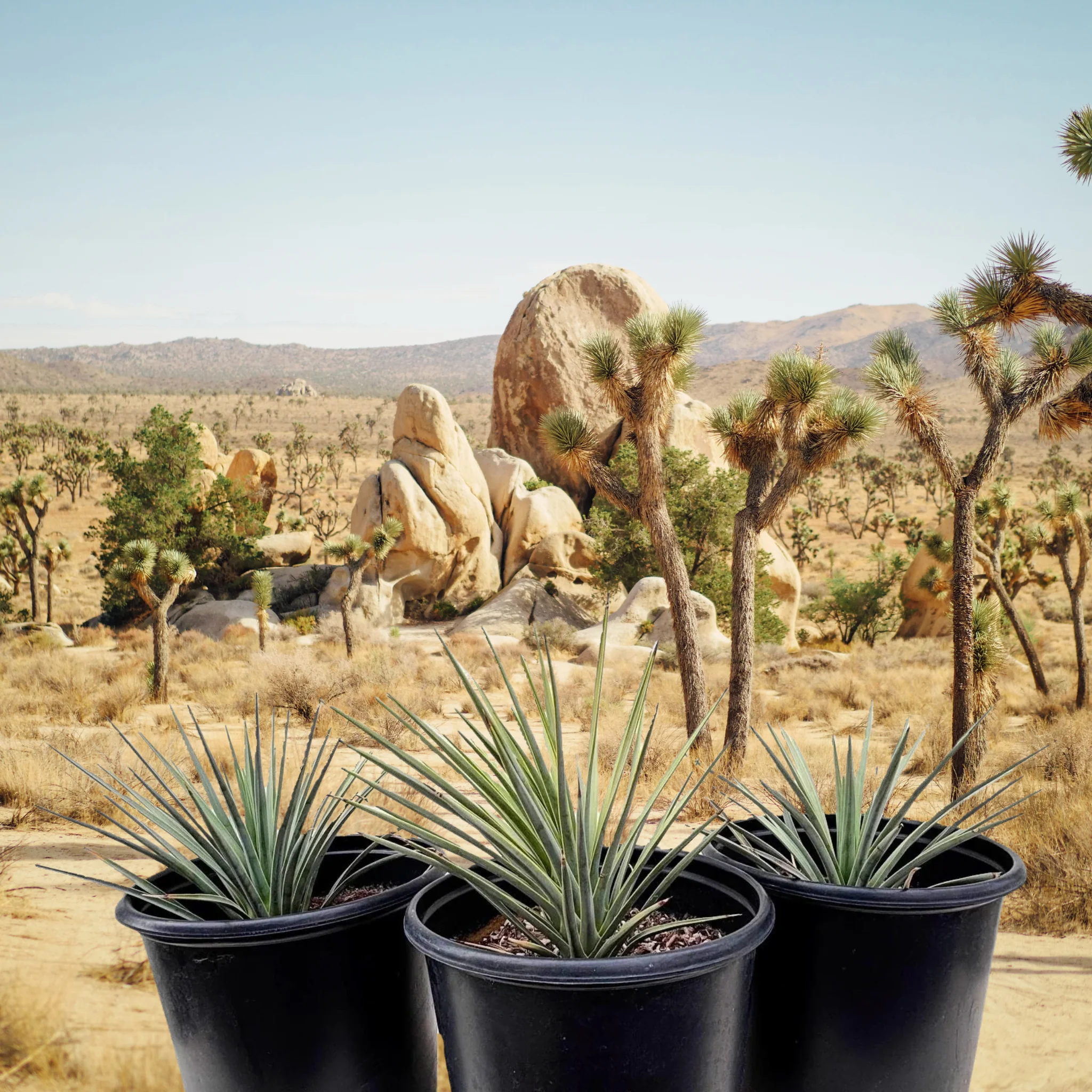 Joshua Tree - Image 2