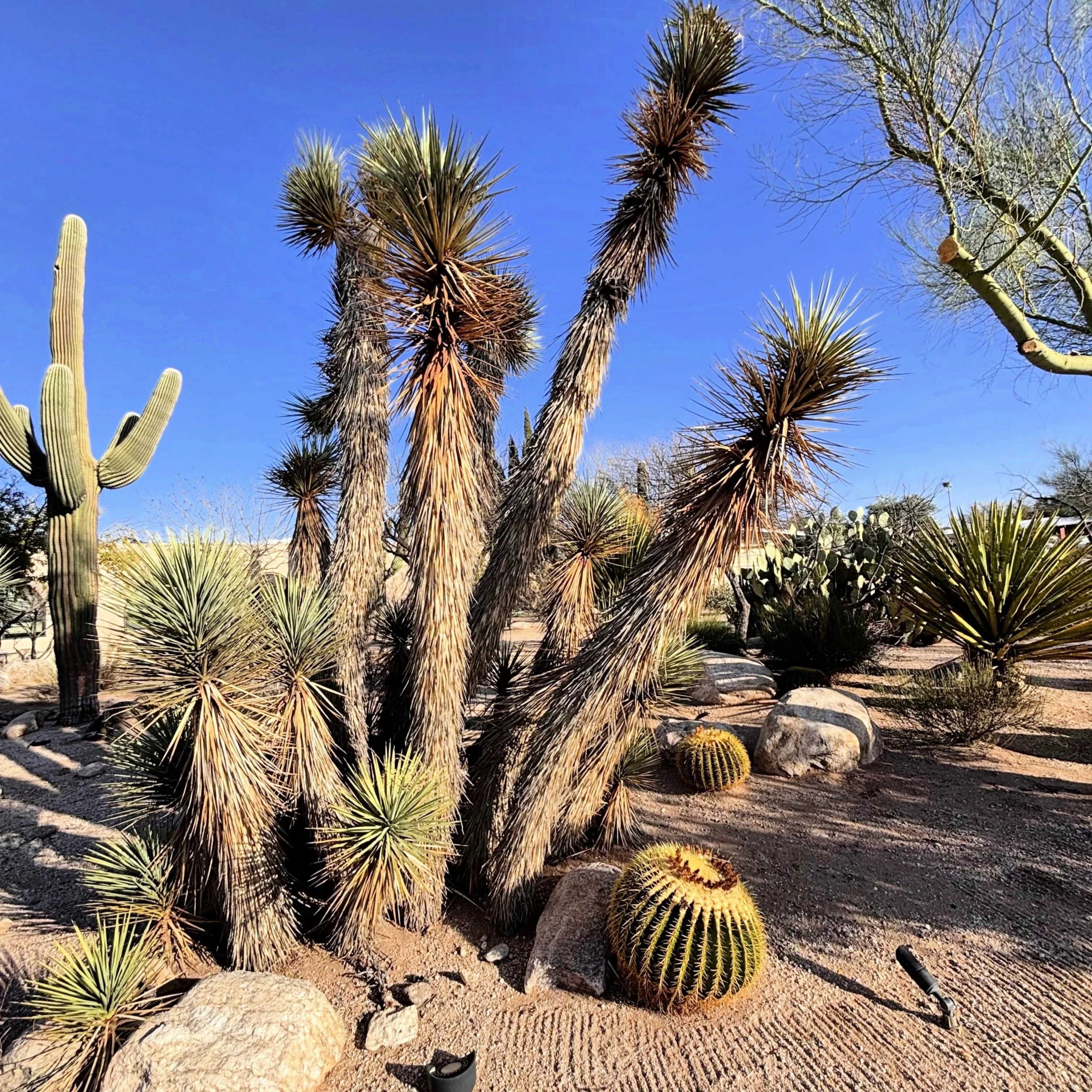 Joshua Tree - Image 4