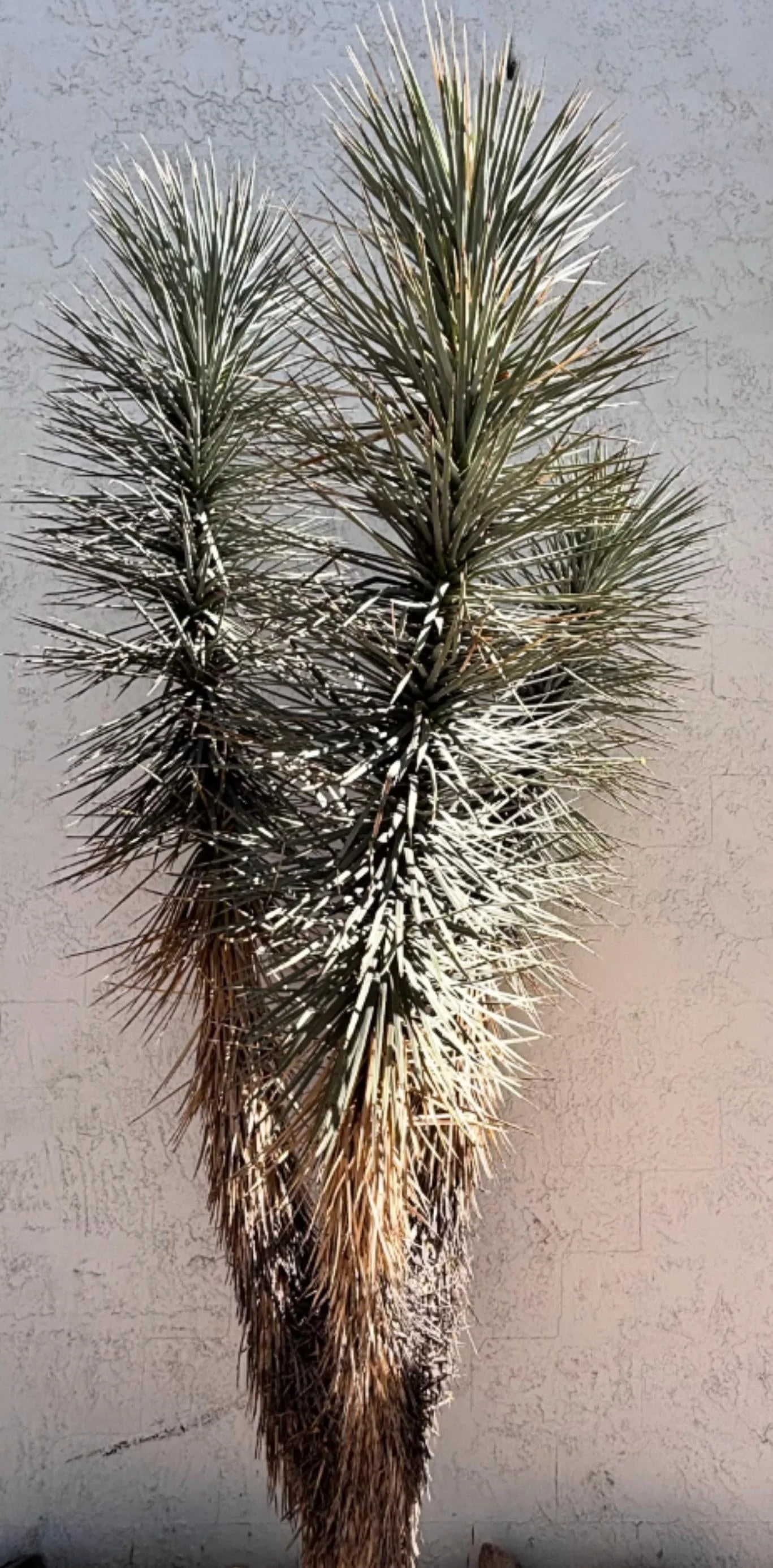Joshua Tree - Image 5