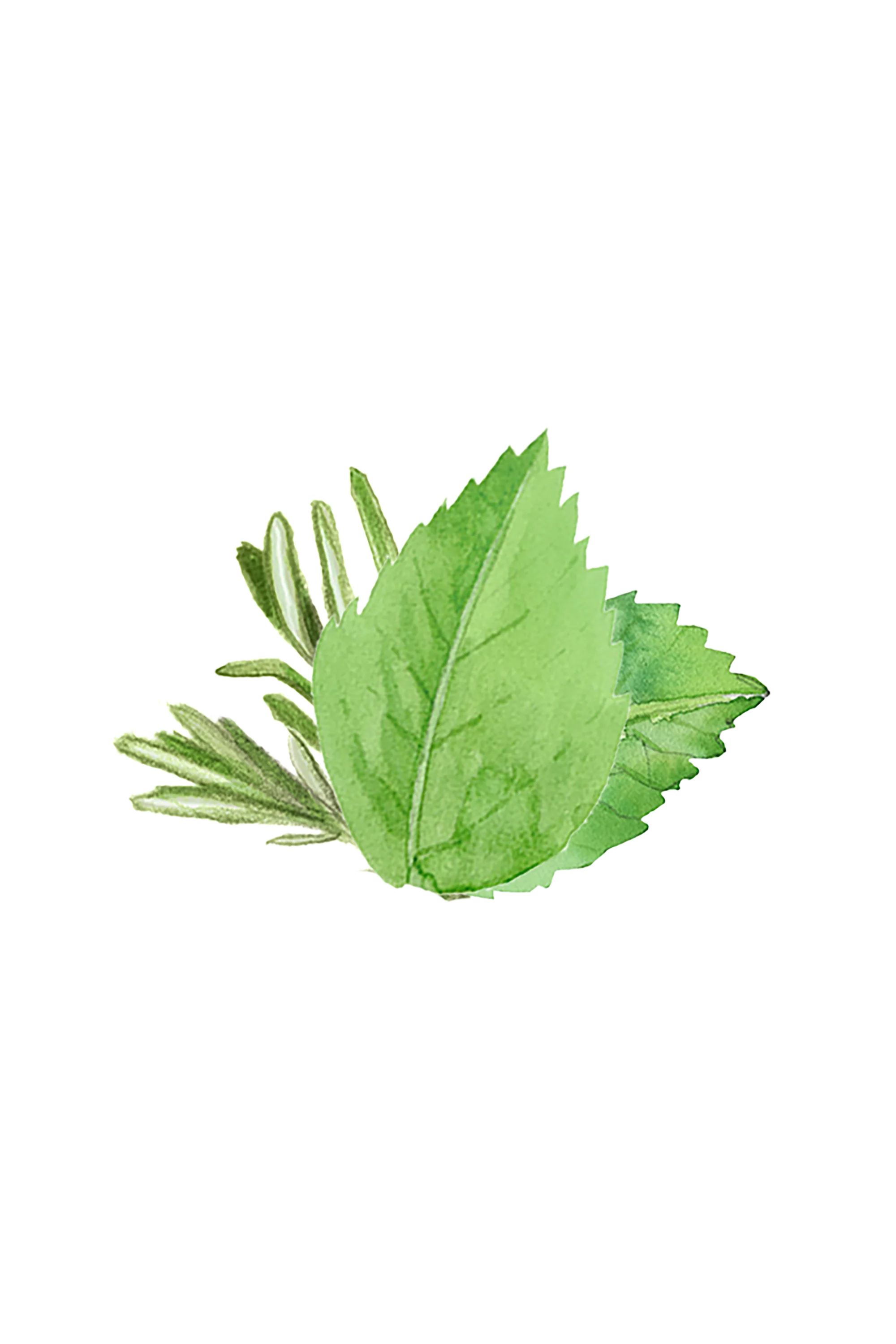 Moisturizing Body Wash | Rosemary & Mint - Image 2
