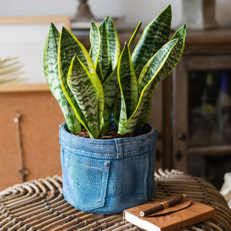 Pants for Plants Blue Jeans Cement Flower Pot - Image 2