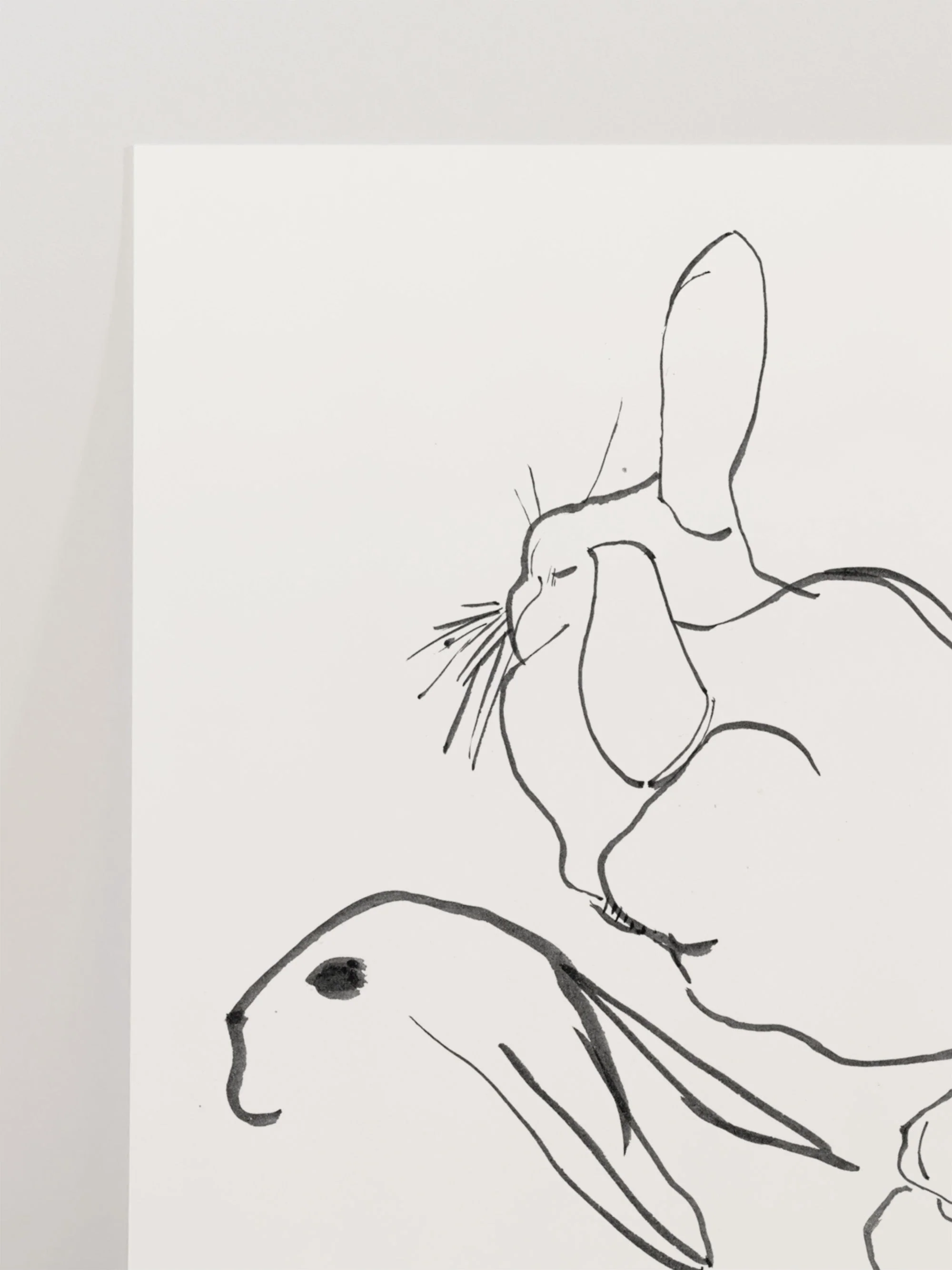 Rabbits - Image 4