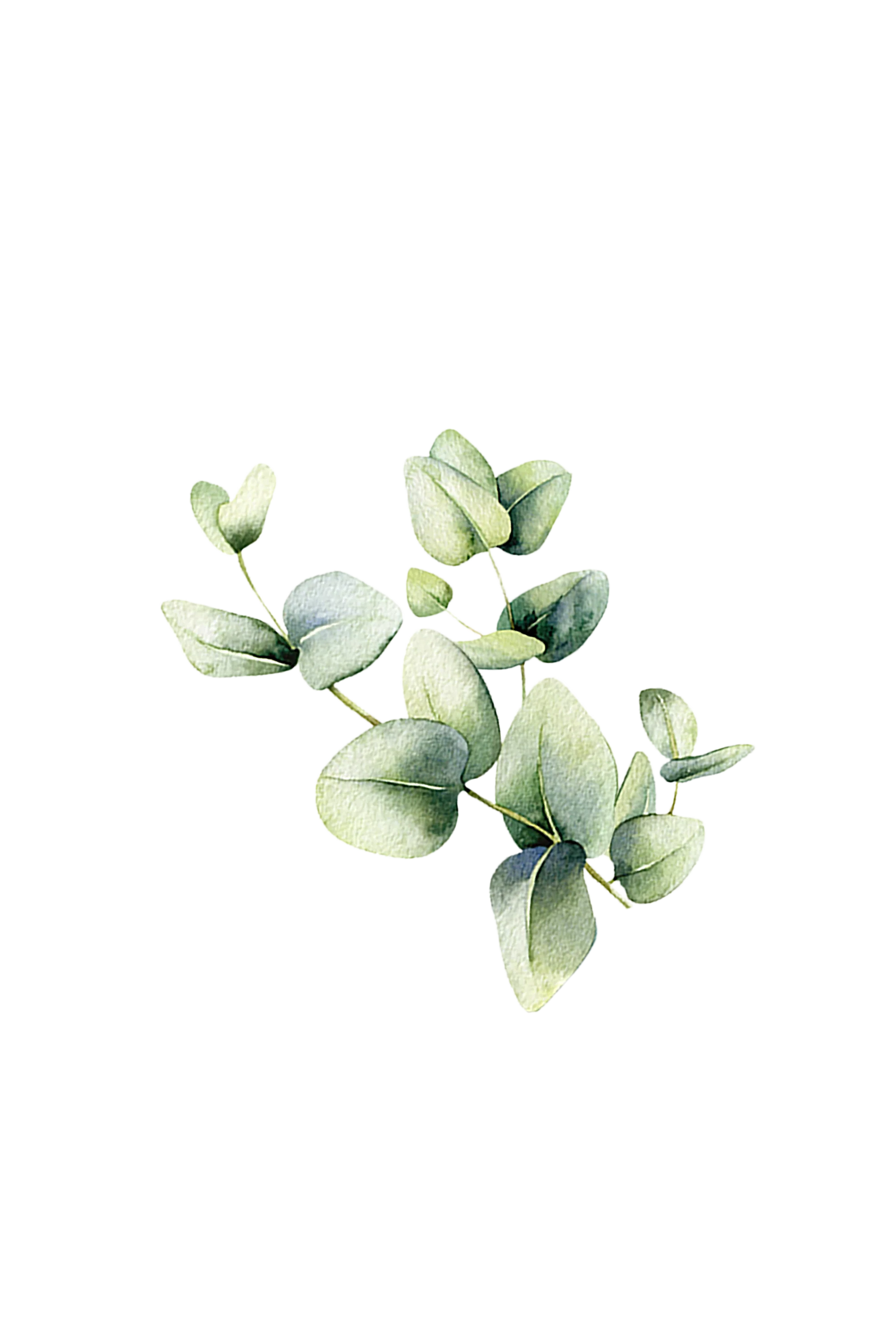 Room Spray | Eucalyptus - Image 2
