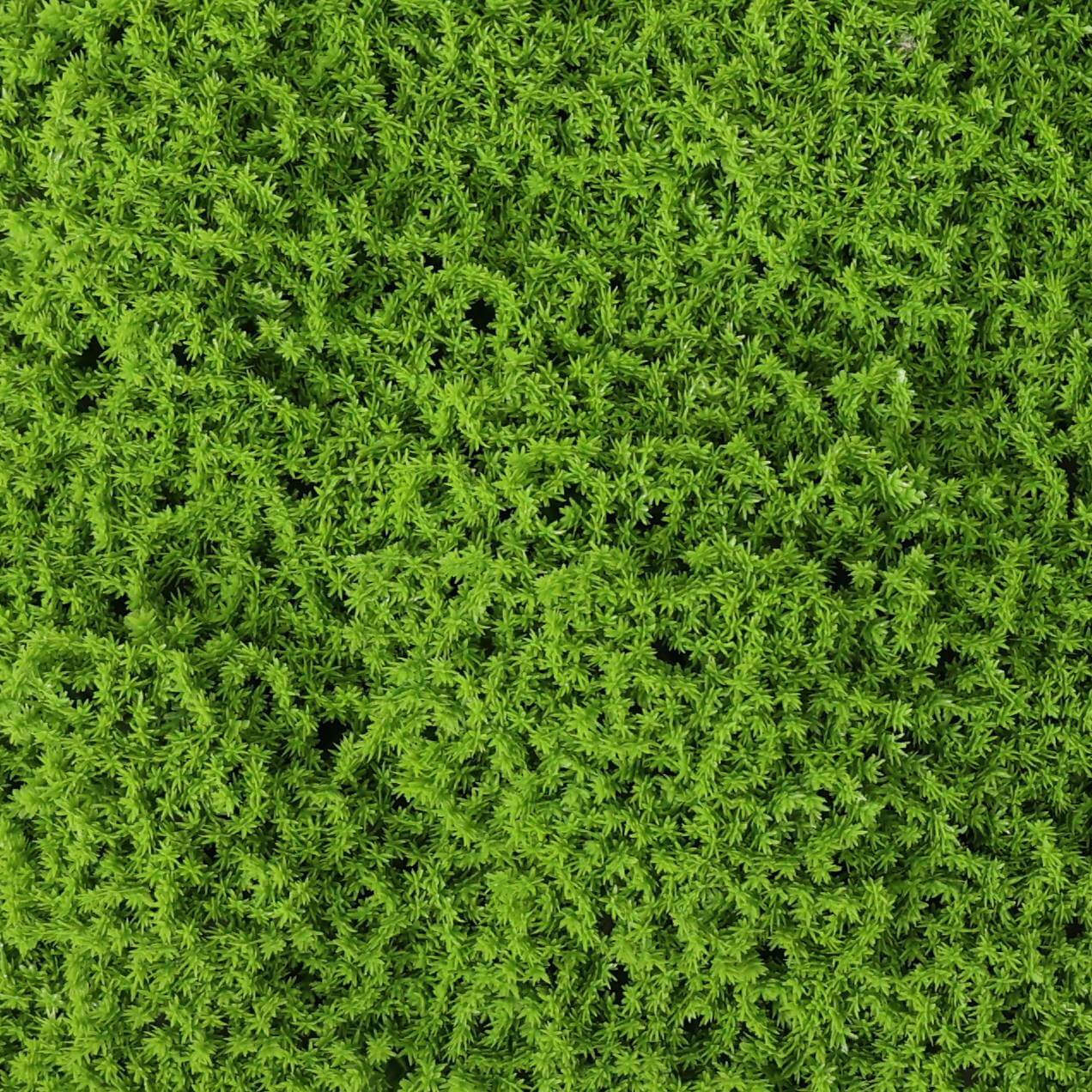 Sample Panel of Premium Faux Evergreen Moss Mat (Small Sample) Commercial Grade UV Resistant - Image 7