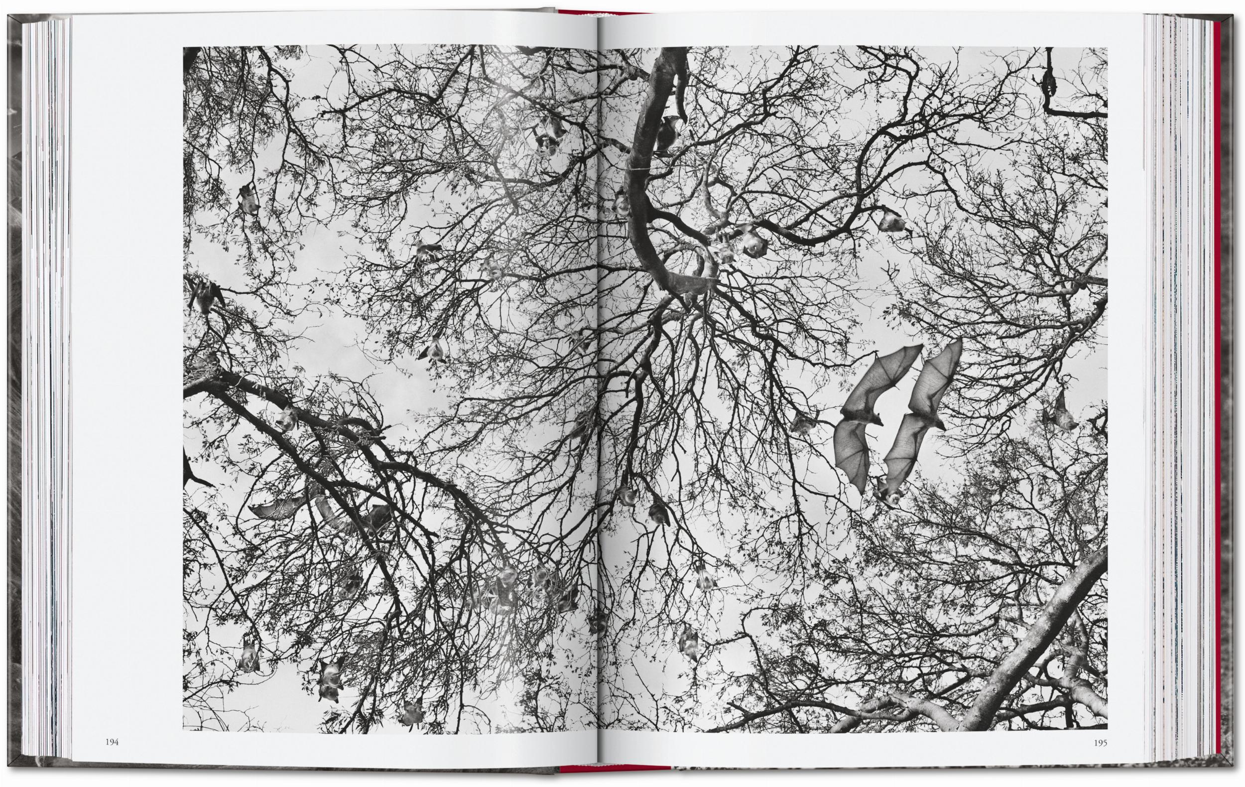 Sebastião Salgado. Genesis. 45th Ed. (English) - Image 10