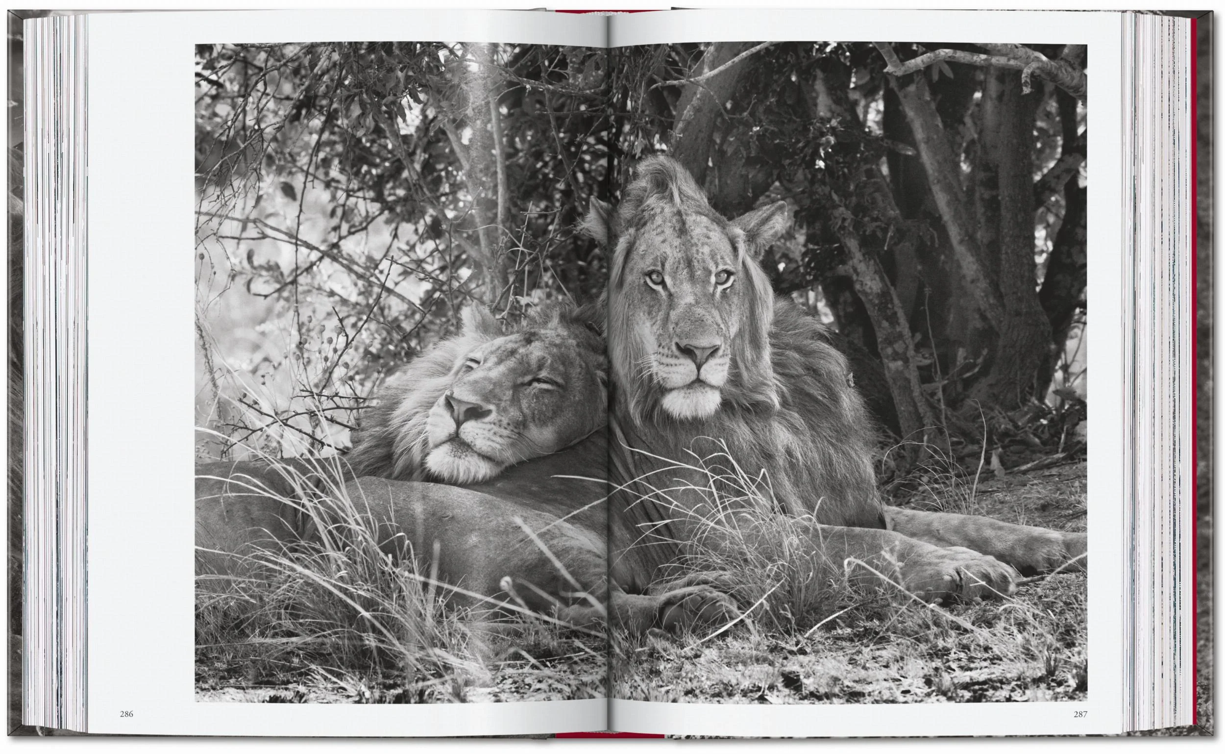 Sebastião Salgado. Genesis. 45th Ed. (English) - Image 15