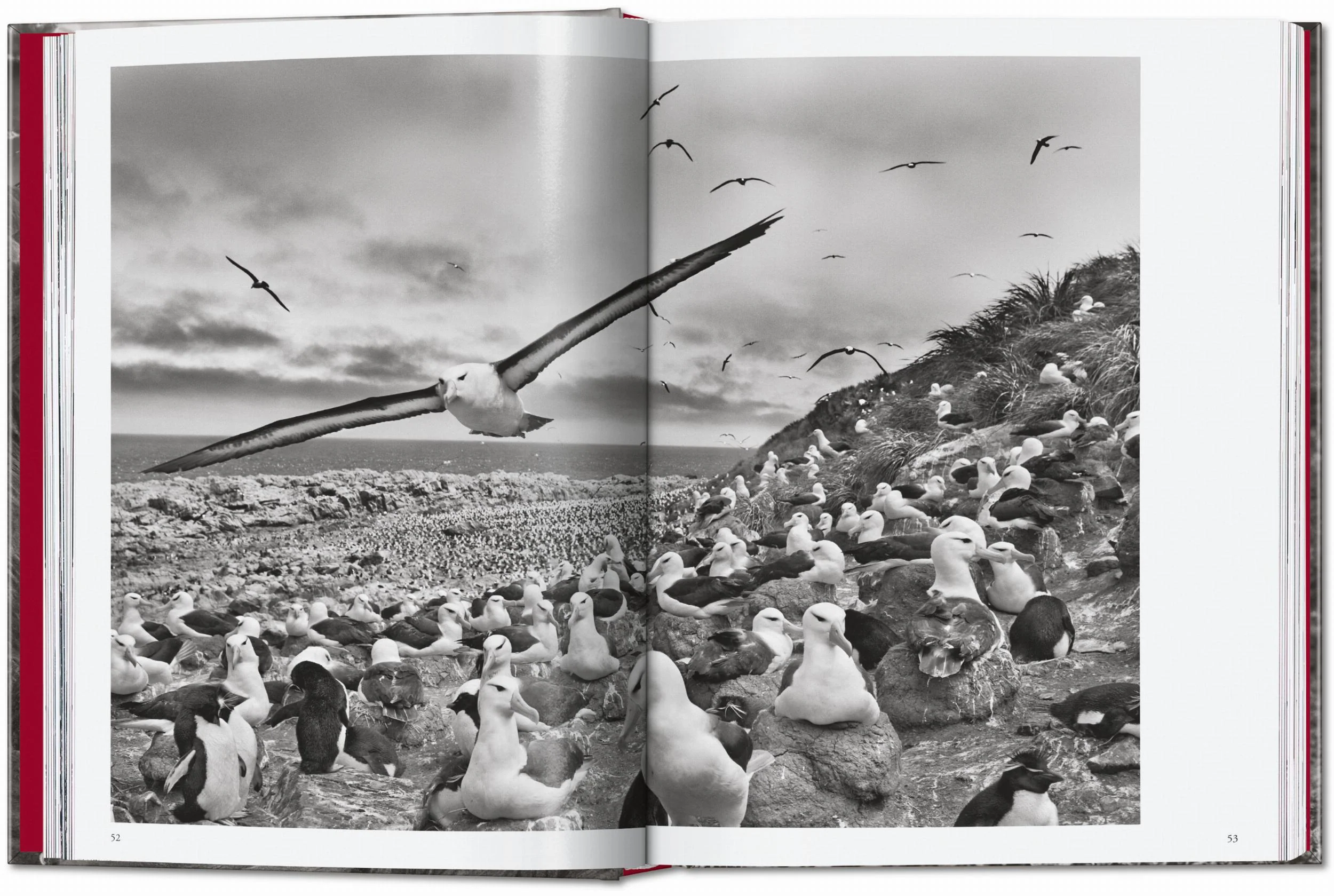 Sebastião Salgado. Genesis. 45th Ed. (English) - Image 6