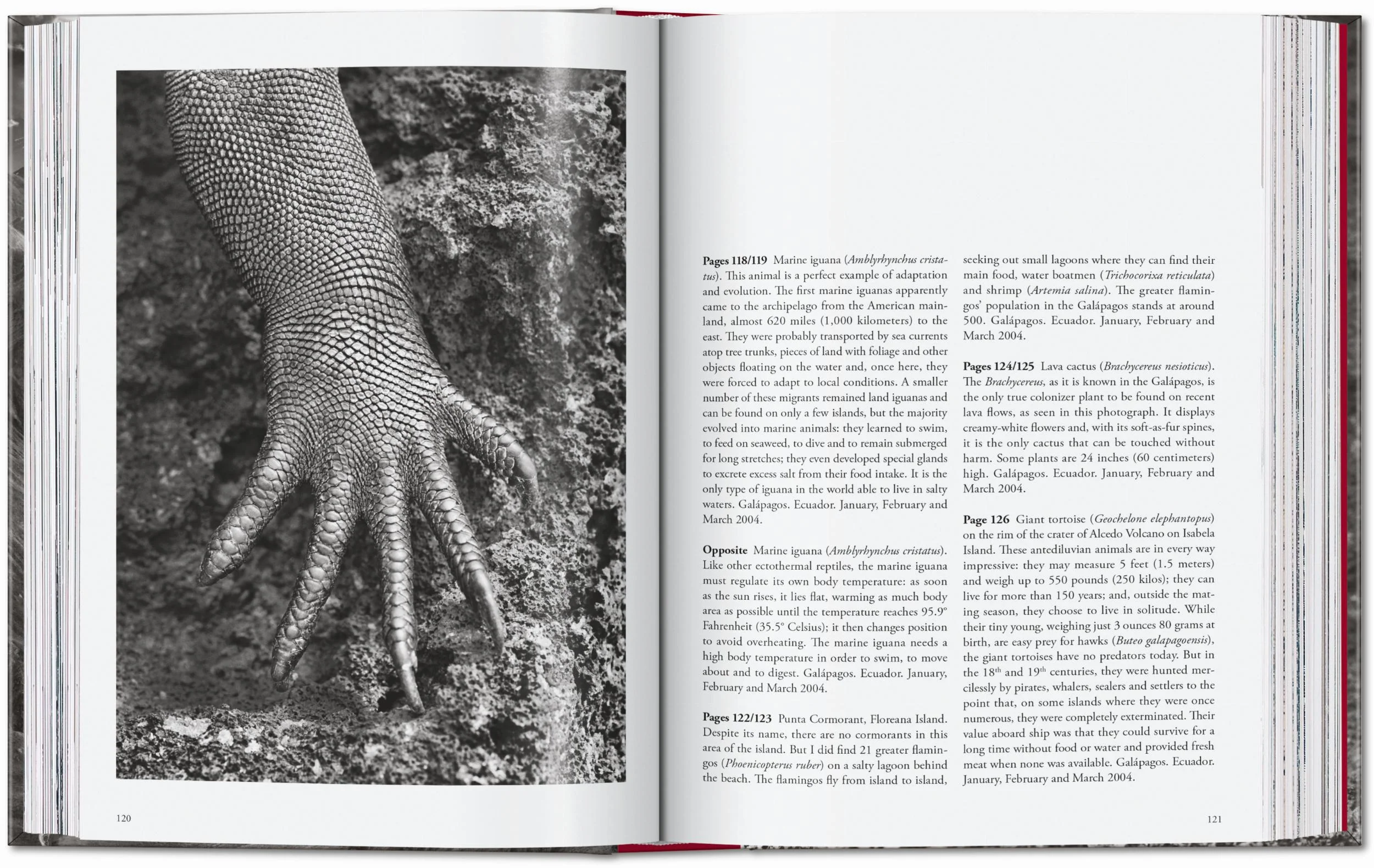 Sebastião Salgado. Genesis. 45th Ed. (English) - Image 8