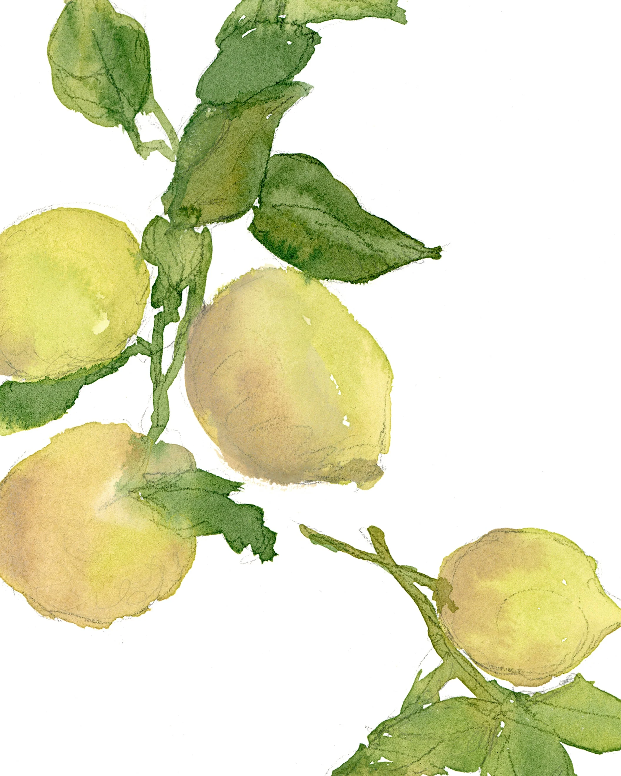 Watercolor Lemon Branch - Image 3