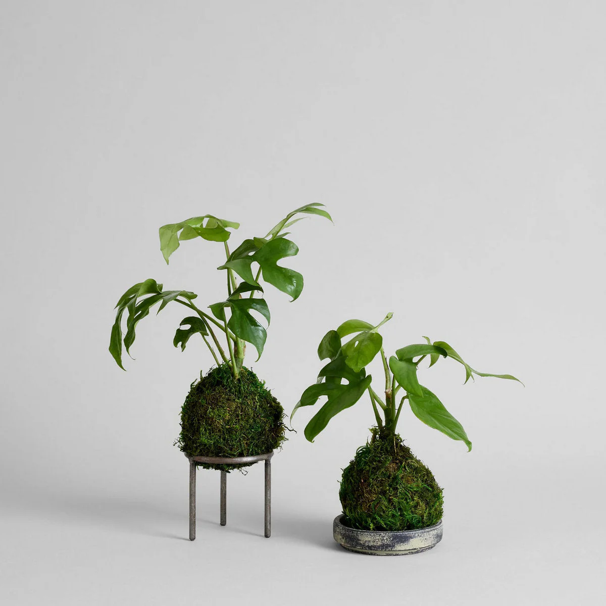 Wrought Iron Planter Stand - Image 3
